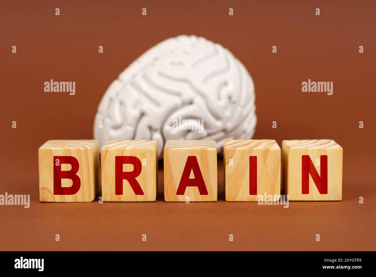 Holzblöcke mit dem Wort „Gehirn“ sind vor einem realistischen Hirnmodell angeordnet, das die Verbindung zwischen Sprache und Neurowissenschaft verdeutlicht. Stockfoto