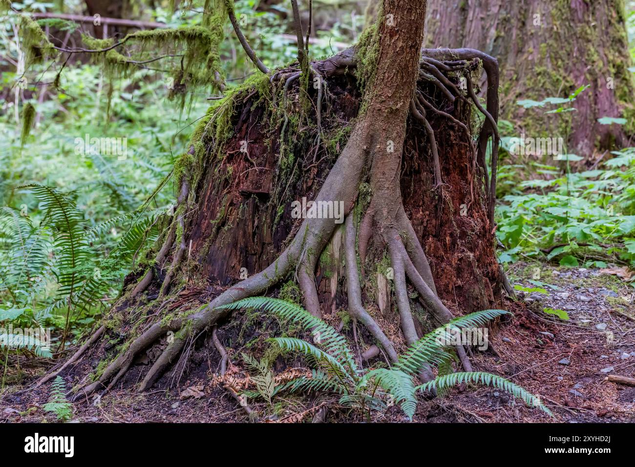 WESTERN Redcedar Nurse Stiump unterstützt das neue Wachstum von Western Hemlock im Staircase, Olympic National Park, Washington State, USA Stockfoto