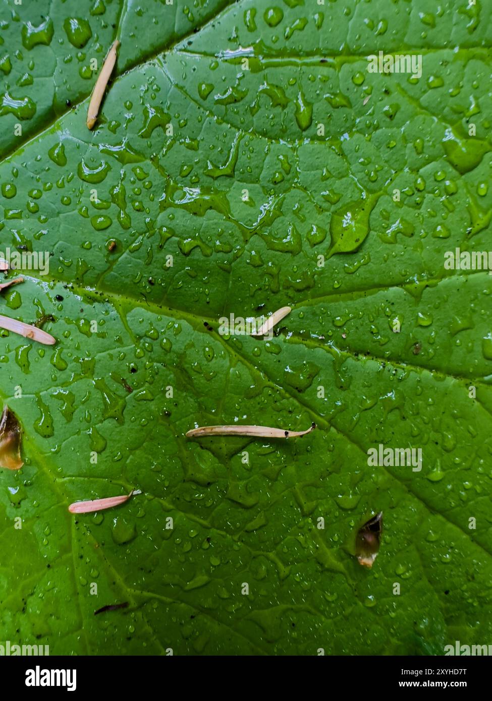 Nahaufnahme von Wassertropfen und getrockneten Kiefernnadeln auf Bright Green Leaf im Olympic National Park Stockfoto