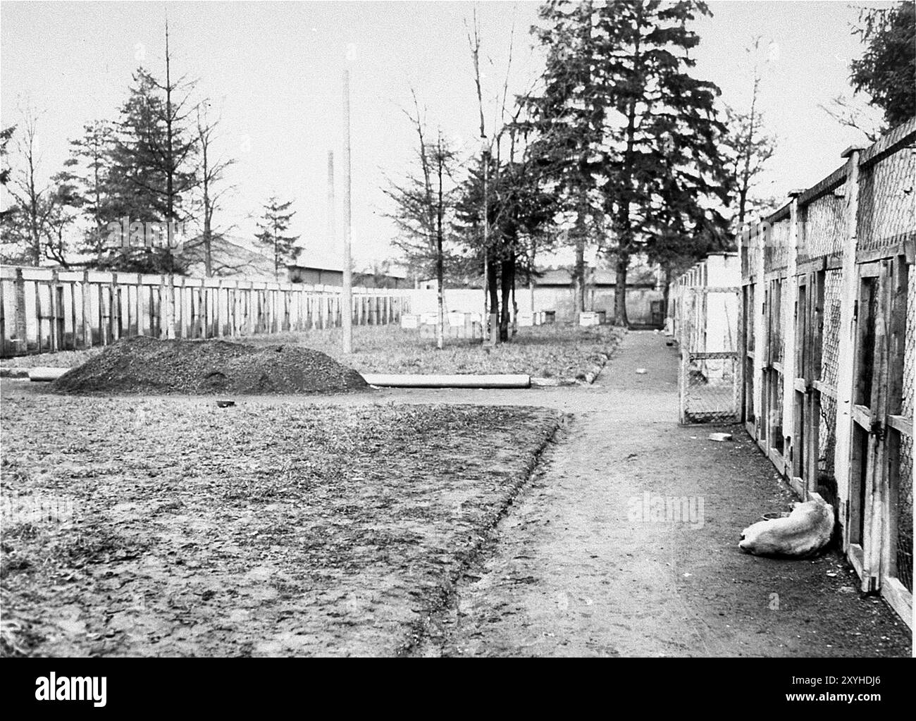 Ein toter Wachhund liegt vor den SS-Zwingern, wo er während der Befreiung des Lagers erschossen wurde. Dachau war das erste Konzentrationslager der nazis, das am 22. März 1933 eröffnet wurde (nur sieben Wochen nach der Machtergreifung Hitlers). Obwohl es ein Zwangsarbeitslager war und es dort keine Gaskammern gab, waren Brutalität und gewalttätige Strafen die Norm. Dort gab es 32000 dokumentierte Todesfälle und viele Tausende weitere undokumentierte Todesfälle. Das Hauptlager (Dachau hatte 100 Unterlager) wurde am 29. April 1945 von der US-Armee befreit. Stockfoto