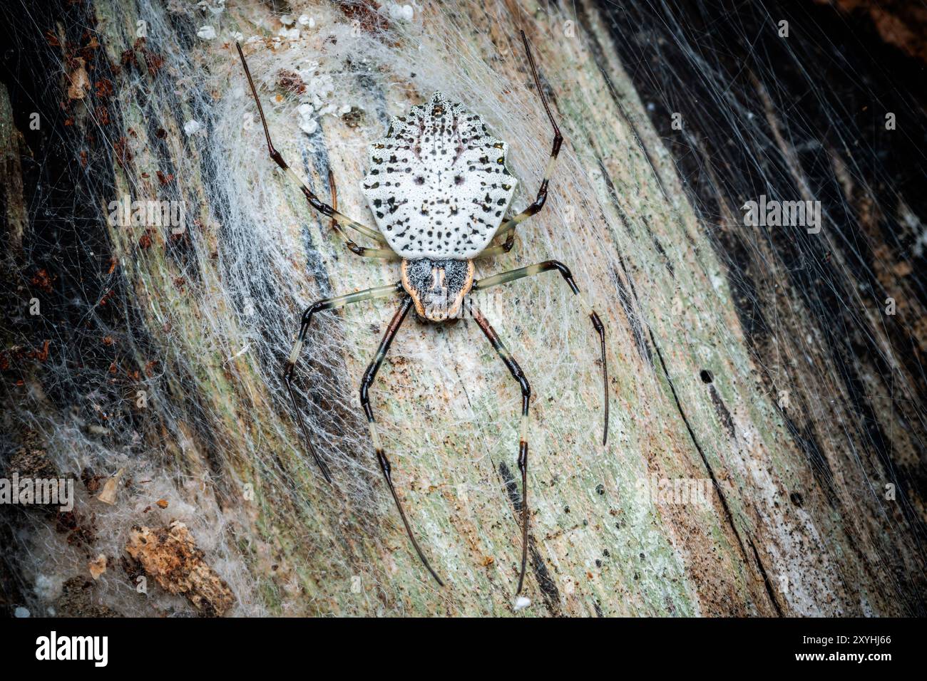 Baumstammspinne, Herennia sp auf Baum, weiße Spinne, die im Netz auf Baum bleibt. Stockfoto