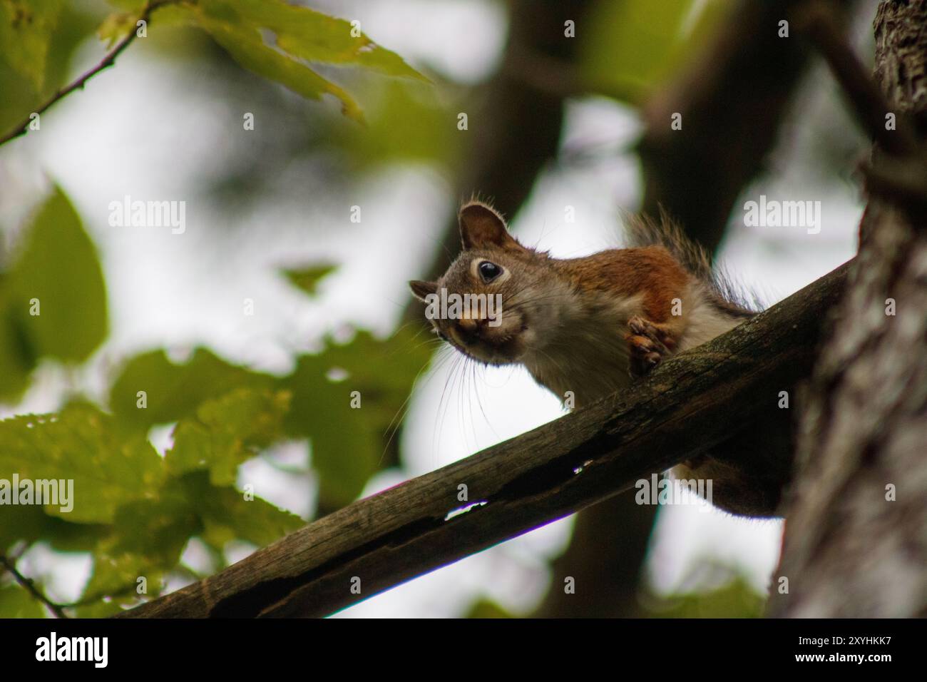 Ein kurioses Eichhörnchen thront auf einem Baumzweig und beobachtet aufmerksam seine Umgebung in einem dichten Waldwald. Stockfoto