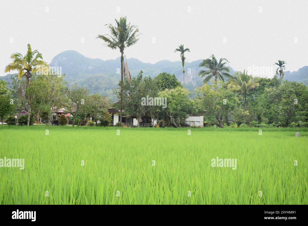 Naturlandschaft von Tana Toraja, Indonesien. Tagesfoto Stockfoto