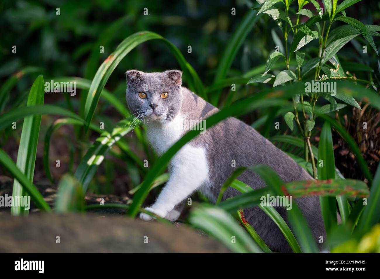 Im Freien, britische Kurzhaarkatze in einem Pflanzendickicht Stockfoto