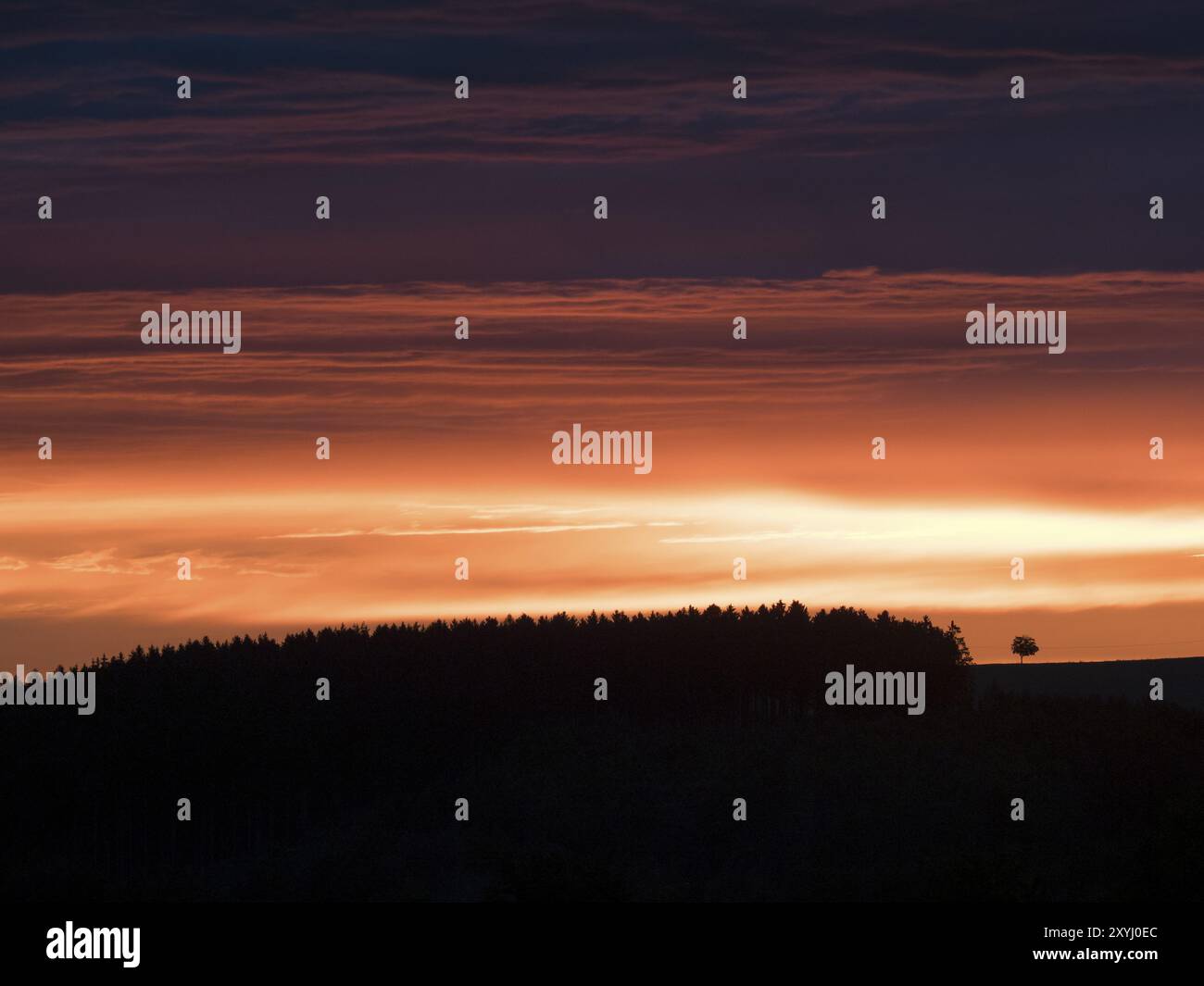 Der Sonnenuntergang hinter einem Wald leuchtet orange und lila Stockfoto