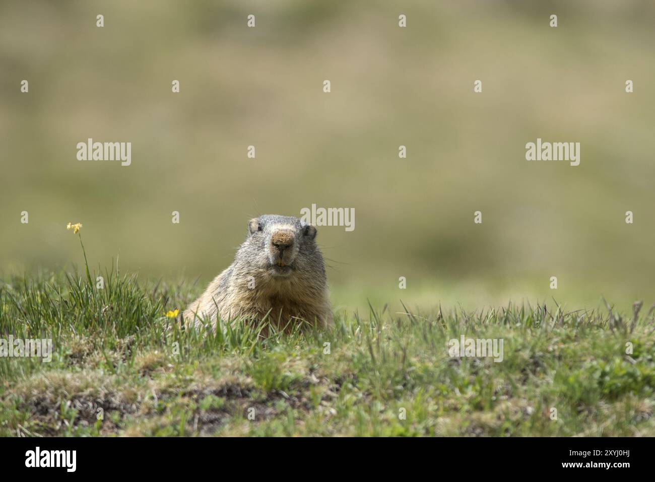 Alpenmurmeltier mit schmutziger Nase im Nationalpark Stilfserjoch in Südtirol Stockfoto