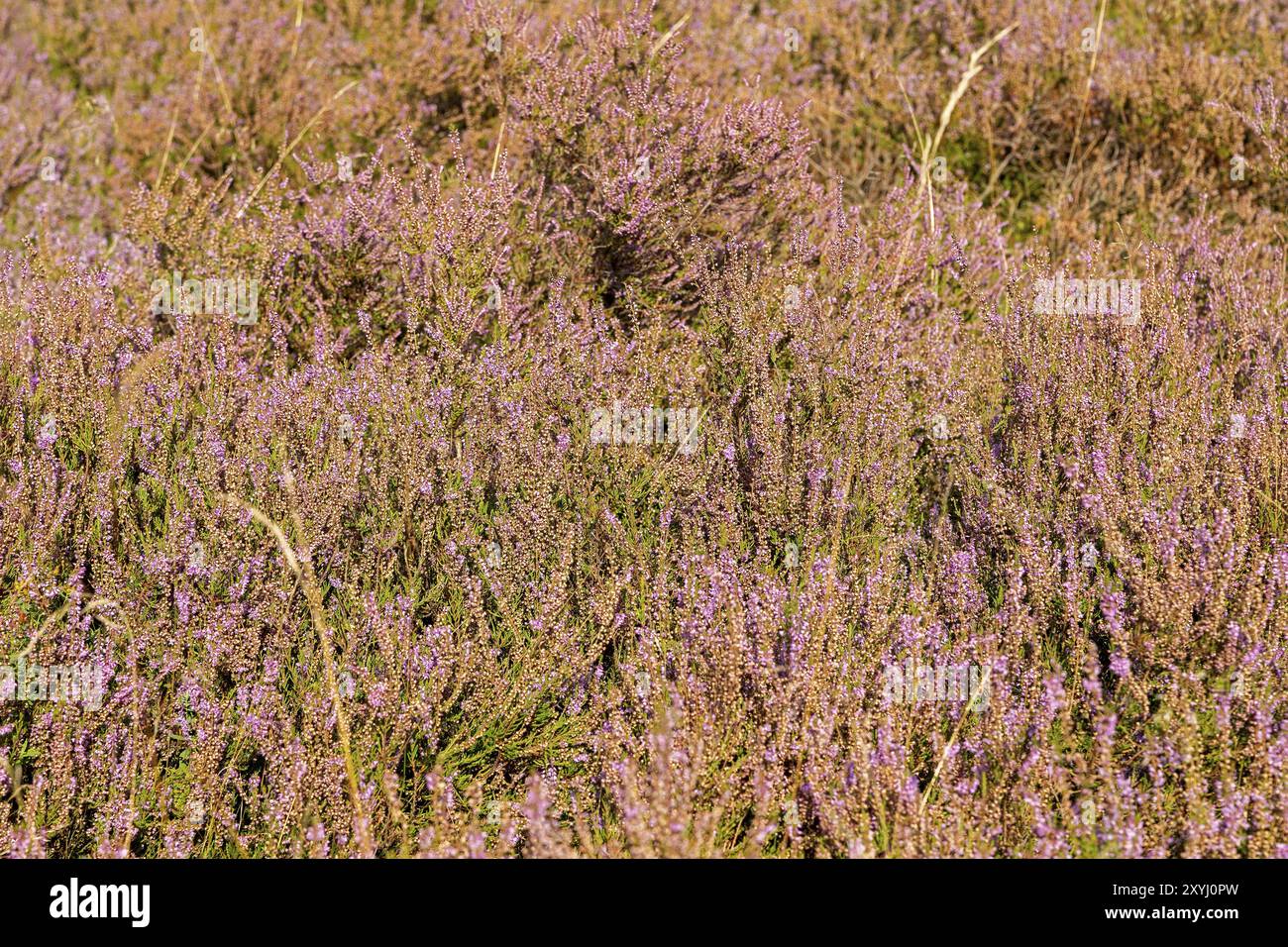 Heidekraut, blühende Heidekraut, bei Wilsede, Bispingen, Lüneburger Heide, Niedersachsen, Deutschland, Europa Stockfoto