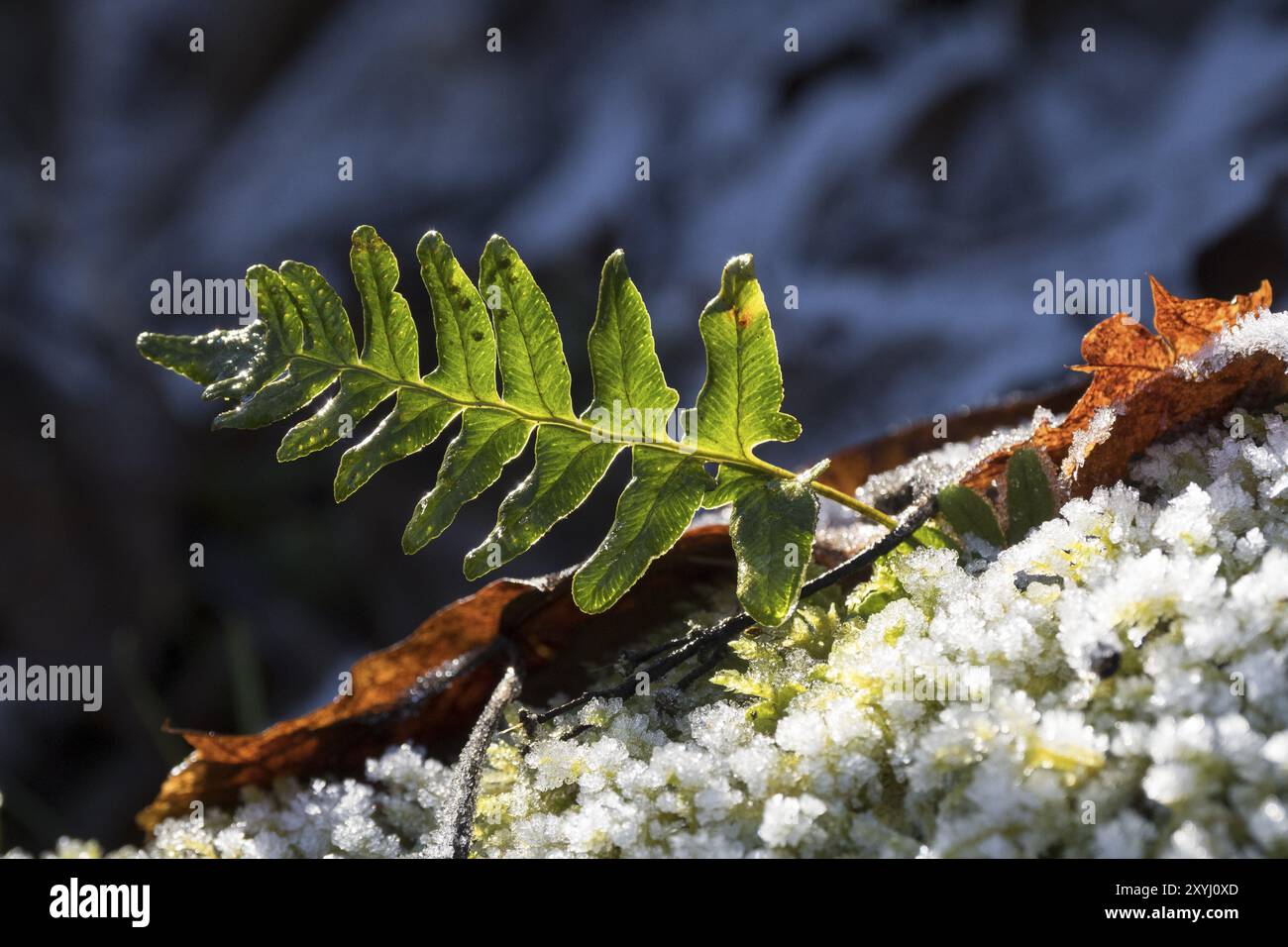 Rippenfarn auf frostigem Waldboden im Januar Stockfoto