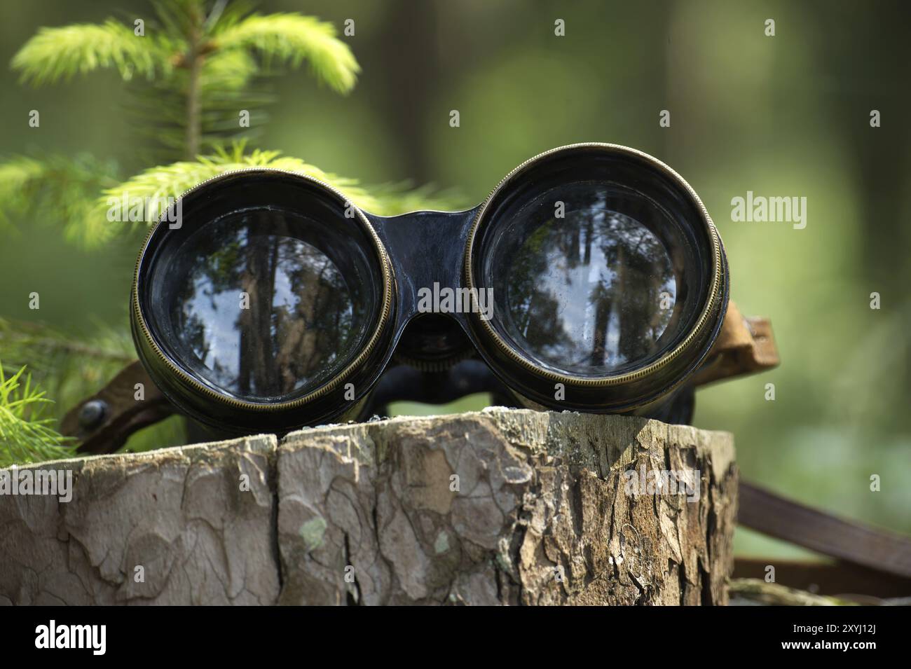 Ferngläser mit den Bäumen und der Reflexion des Himmels von den Linsen, die auf einem Baumstumpf liegen, sorgen für eine traumhafte Atmosphäre Stockfoto