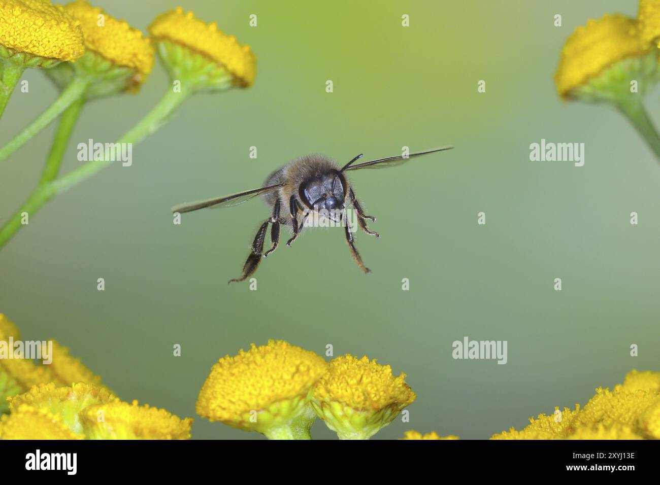 Europäische Honigbiene (APIs mellifera) Biene im Flug, über Blüten von tansy (Tanacetum vulgare), Hochgeschwindigkeits-Naturfoto, Flugfoto, Wildtiere, Insekten, Stockfoto