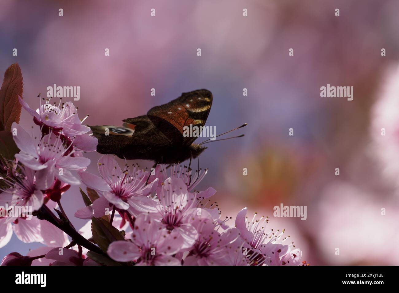 Ein Pfauenfalter mit beschädigtem Flügel, der Nektar aus einer Blutpflaumenblüte trinkt Stockfoto