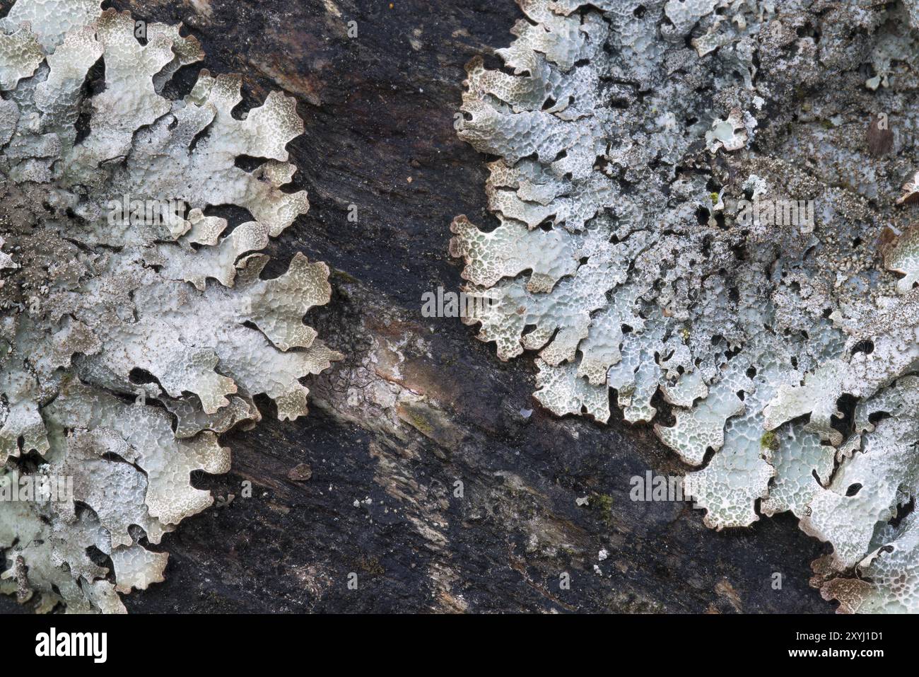 Blattstruktur der Sulkatflechte auf Gestein Stockfoto