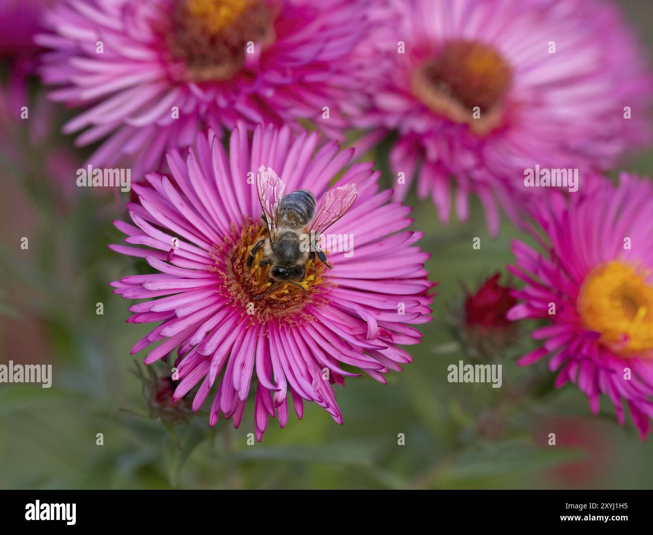 Eine westliche Honigbiene sammelt Nektar an einem Aster-Ragkraut Stockfoto