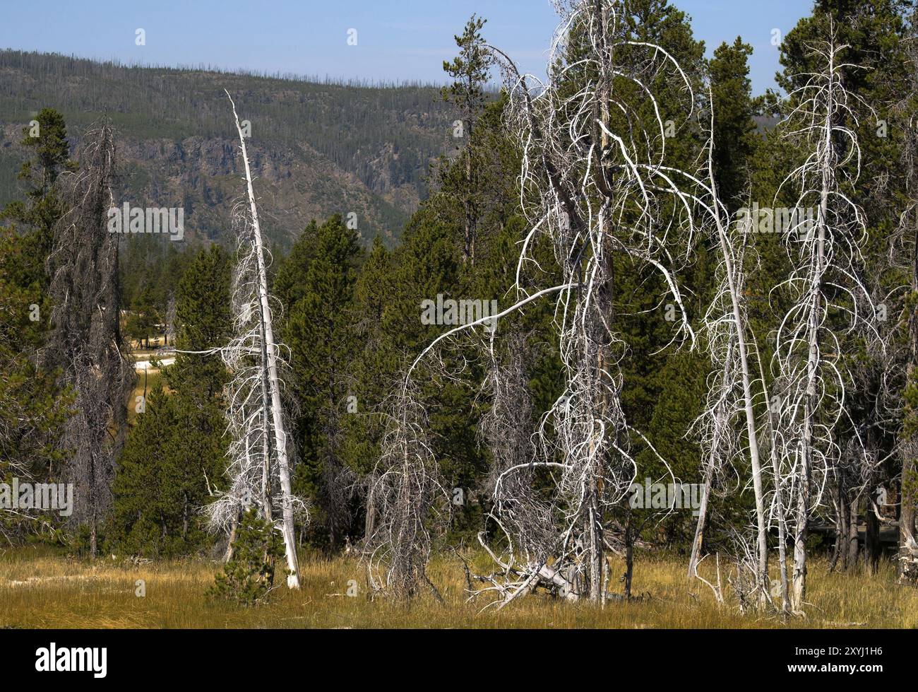 Durch saures Wasser getötete Bäume im Yellowstone-Nationalpark in Wyoming, USA Stockfoto