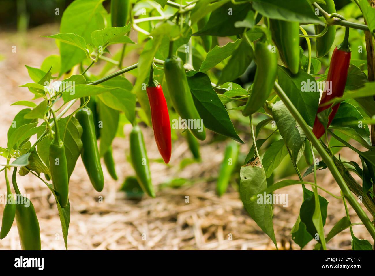 Rote und grüne serrano-Pfefferpflanze, die im Garten wächst Stockfoto