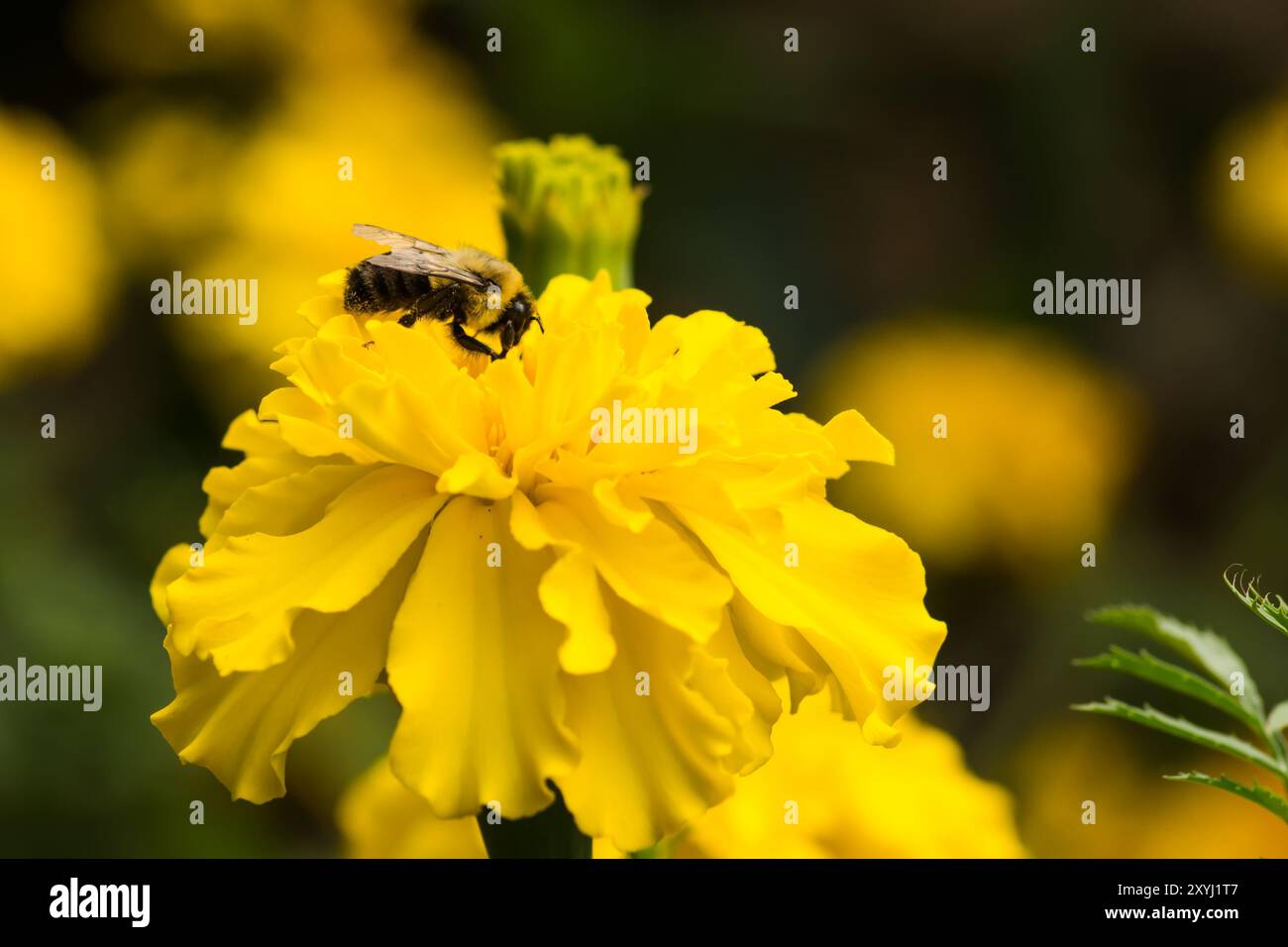 Hummel, auf einer gelben Ringelblume Stockfoto