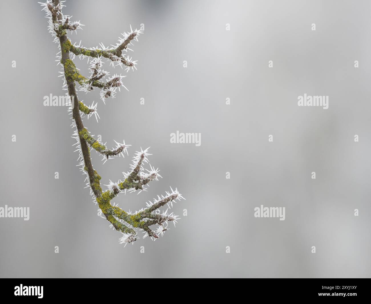 Eiskristalle haben sich auf einem Ast gebildet Stockfoto