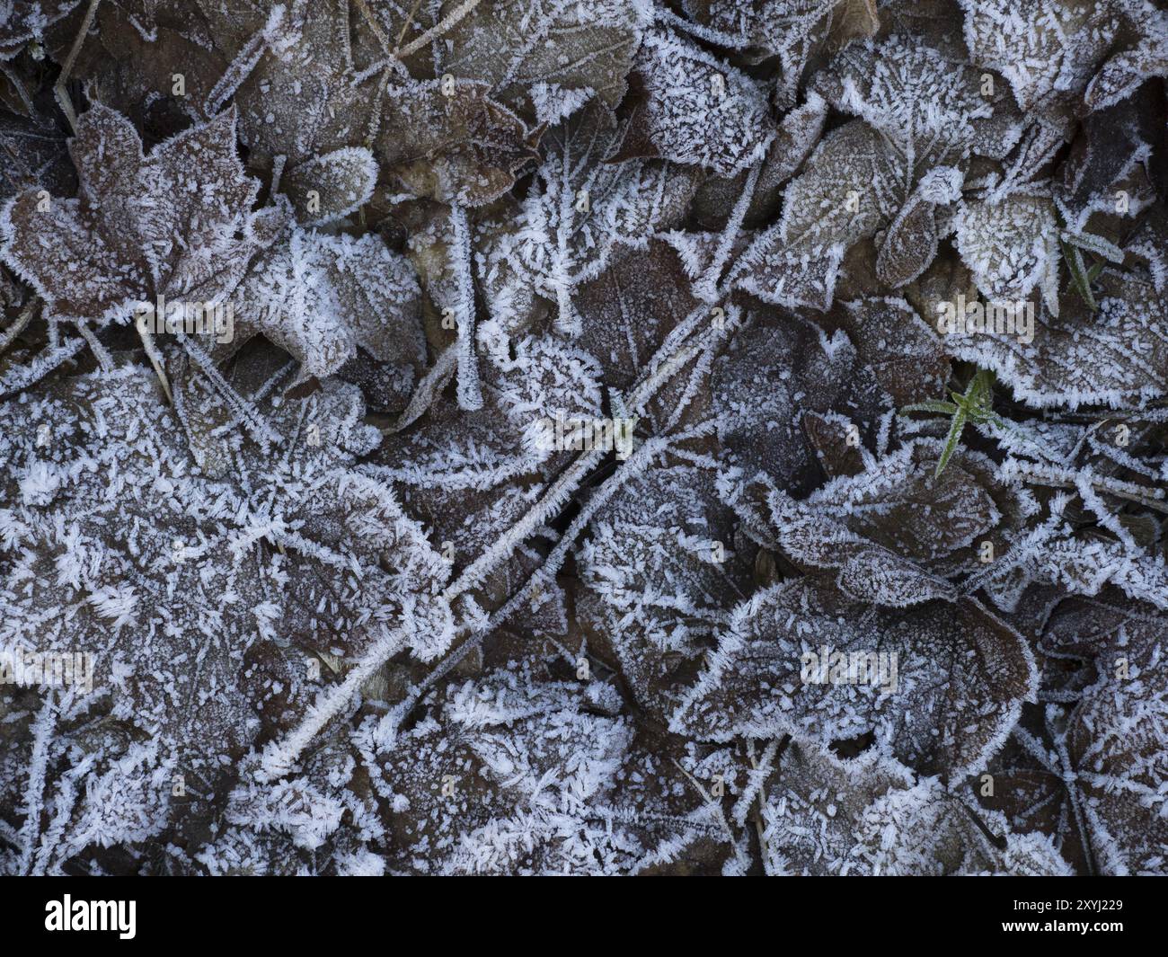 Verschiedene gefrorene Blätter liegen auf dem Waldboden Stockfoto