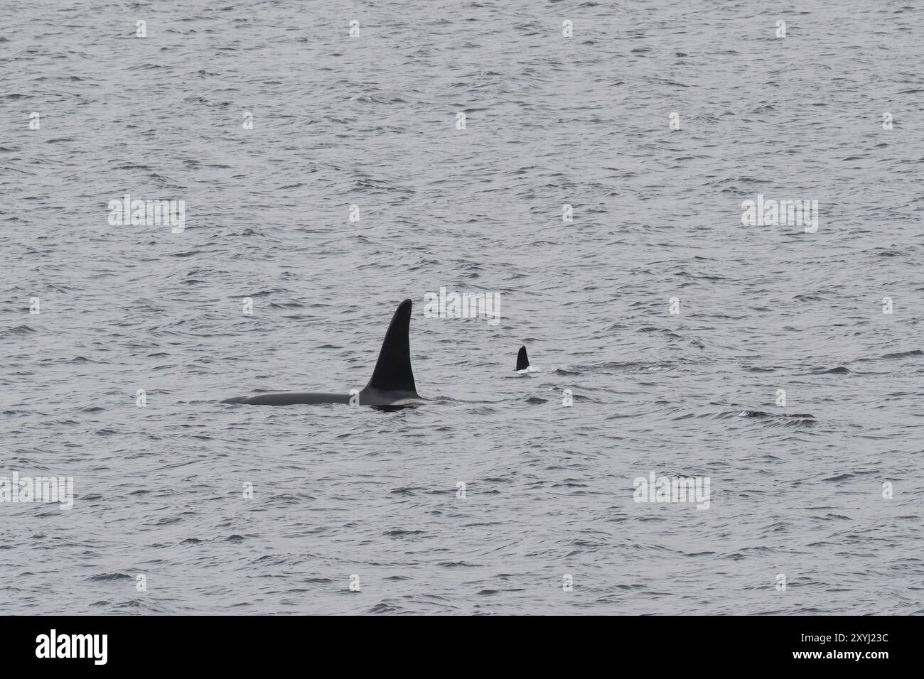 Zwei Orcas schwimmen im Vartdalsfjord in Norwegen Stockfoto