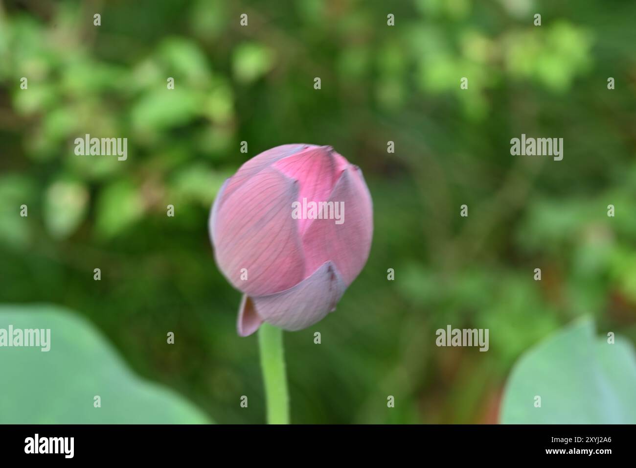 Eine einsame rosa Lotusblume in voller Blüte ist der Mittelpunkt dieses Bildes. Der Gesamtton des Bildes ist friedlich und schön. Stockfoto