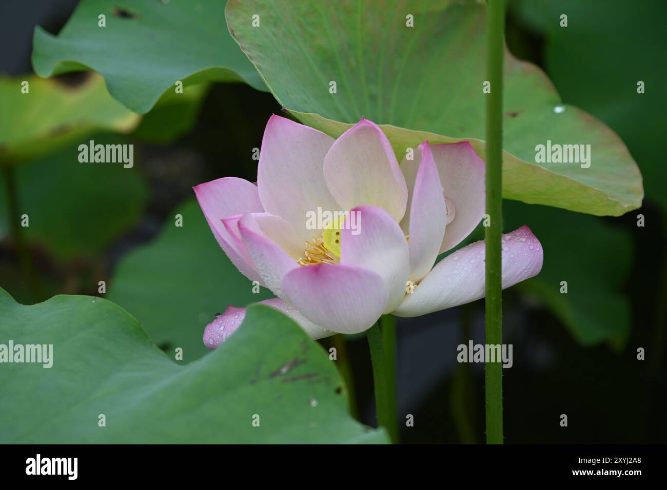Eine einsame rosa Lotusblume in voller Blüte ist der Mittelpunkt dieses Bildes. Der Gesamtton des Bildes ist friedlich und schön. Stockfoto