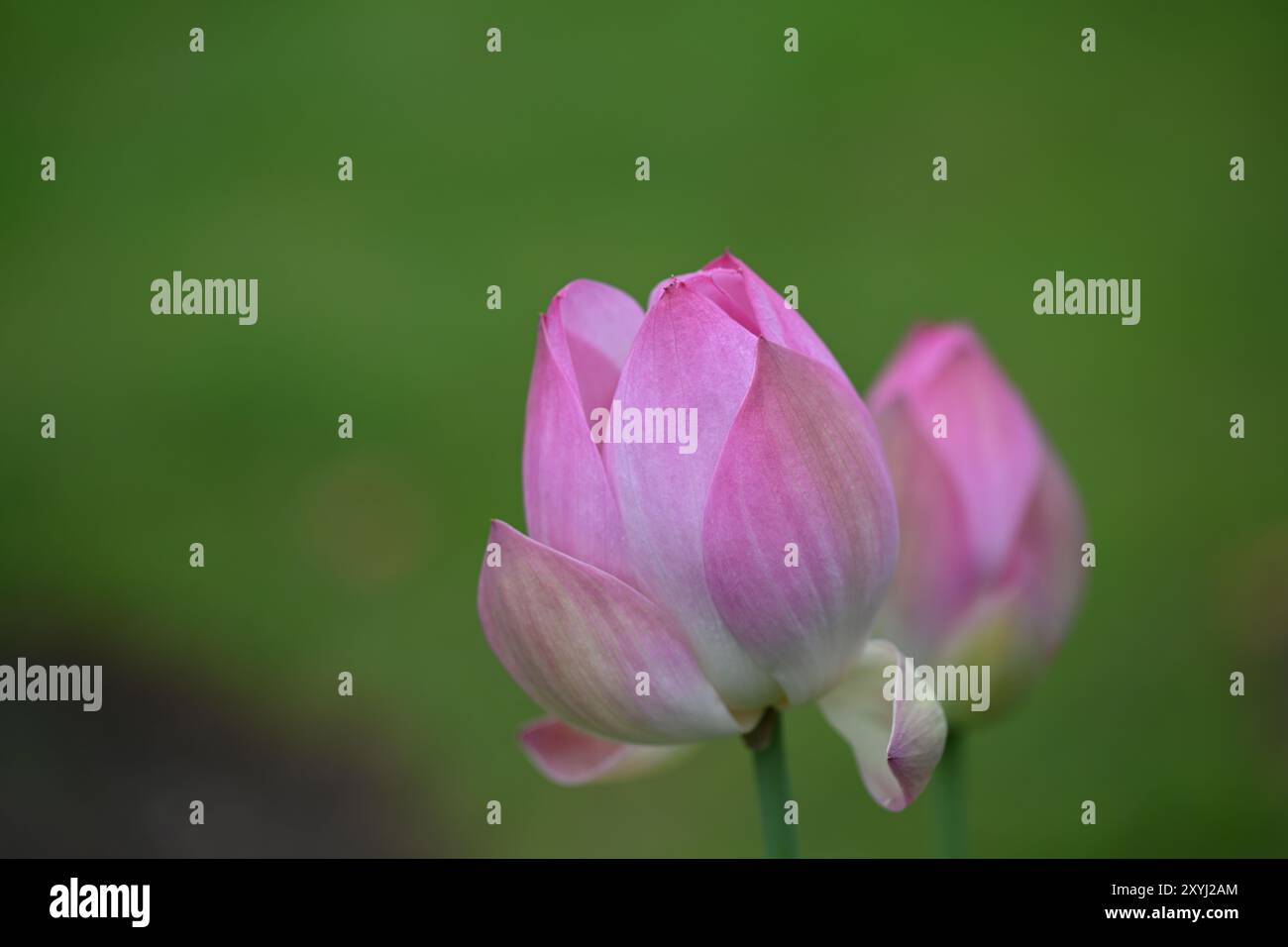Eine einsame rosa Lotusblume in voller Blüte ist der Mittelpunkt dieses Bildes. Der Gesamtton des Bildes ist friedlich und schön. Stockfoto