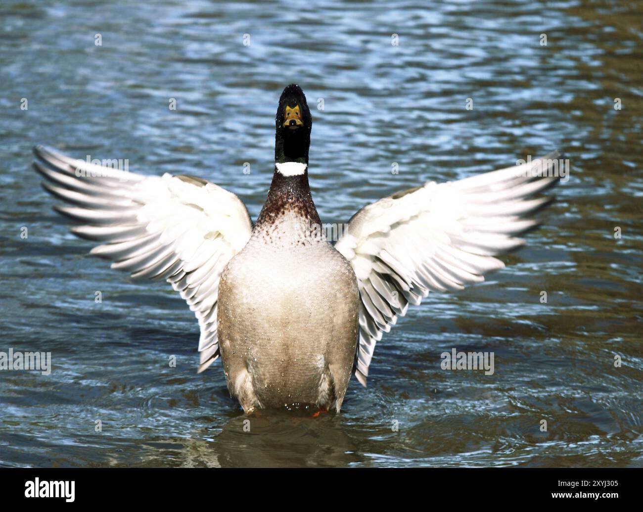 Männchen von Wildente auf dem See, die Flügel flattern Stockfoto