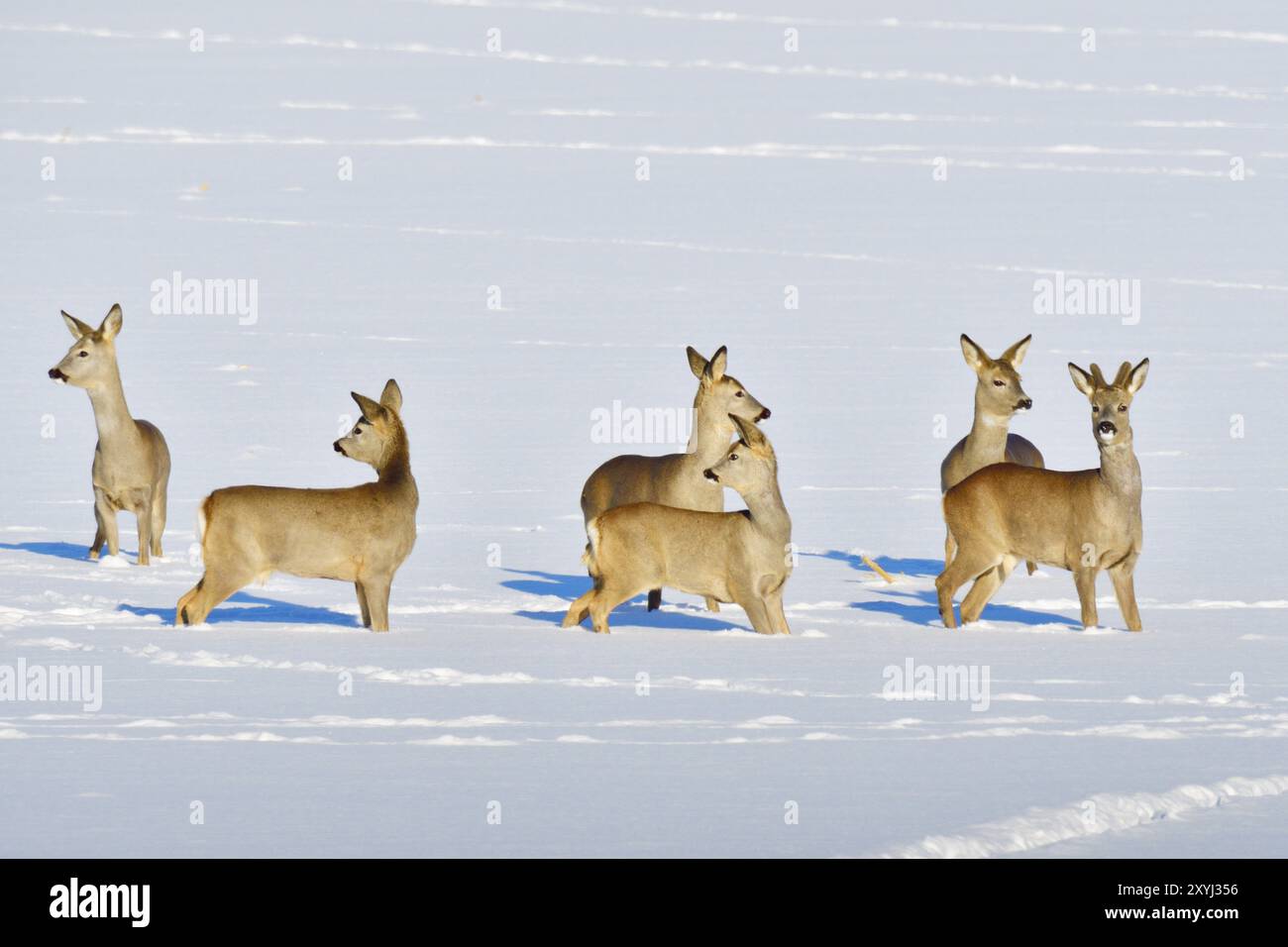 Viele Rehe laufen im Winter über eine Wiese. Rehe auf der Flucht im Winter Stockfoto