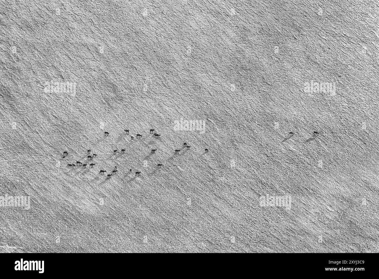 Rentier (Rangifer tarandus) auf einem Schneefeld, Sarek-Nationalpark, Laponia-Weltkulturerbe, Norrbotten, Lappland, Schweden, Juli 2013, Europa Stockfoto