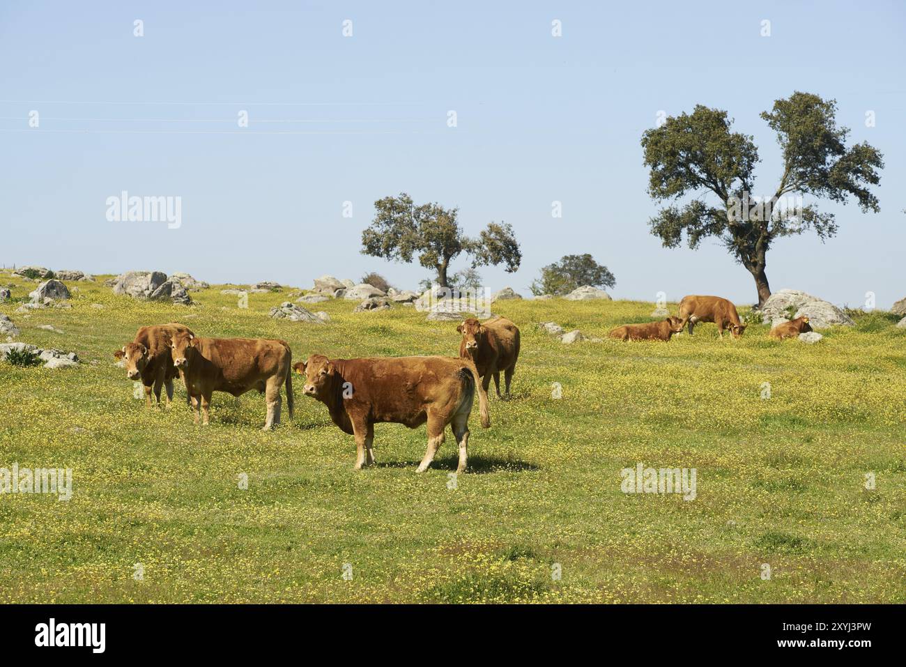 Kühe auf einem Blumenfeld fressen Gras in Alentejo, Portugal, Europa Stockfoto