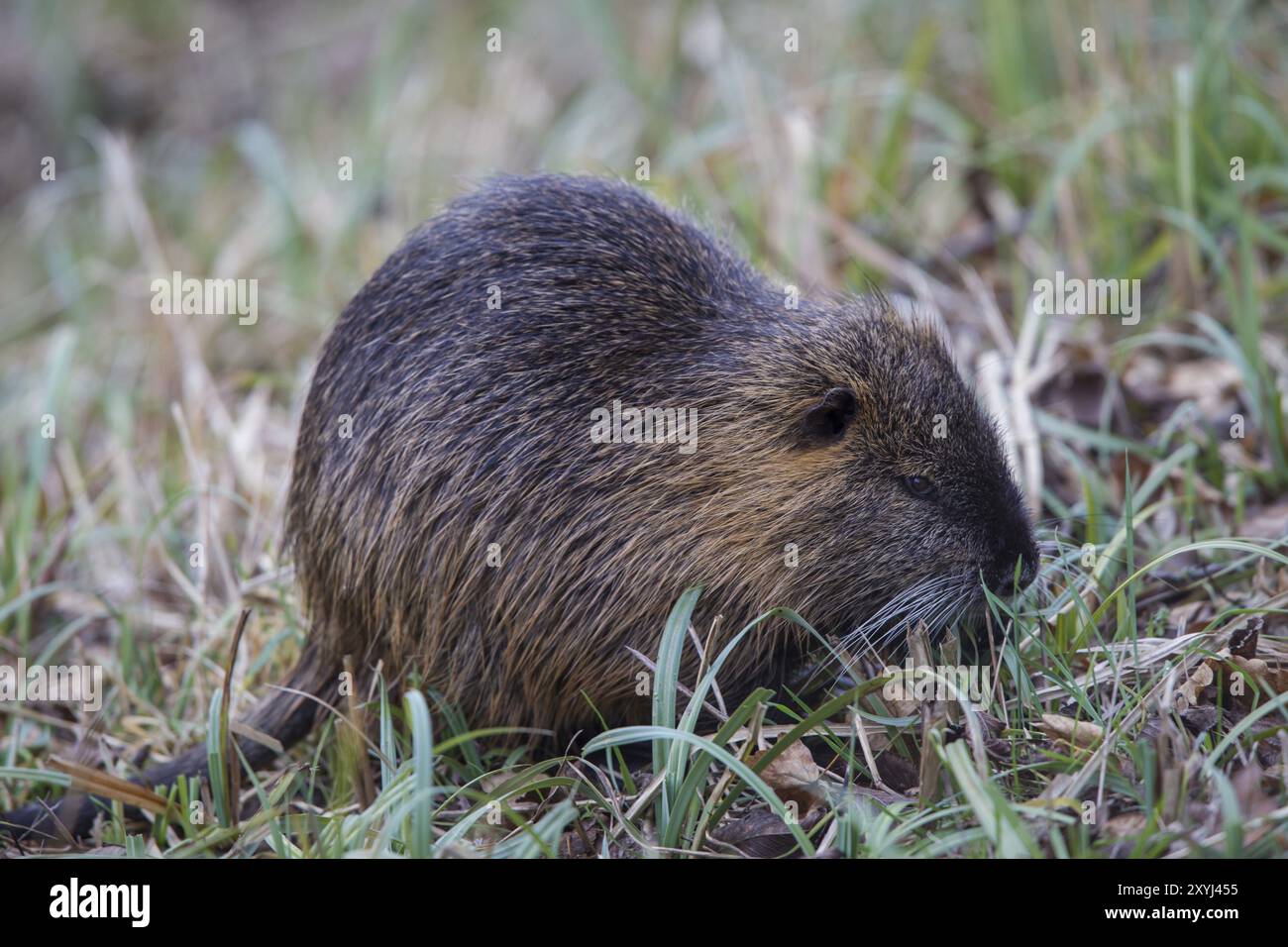 Nutria, Nutria Myocastor, Nutrias Stockfoto