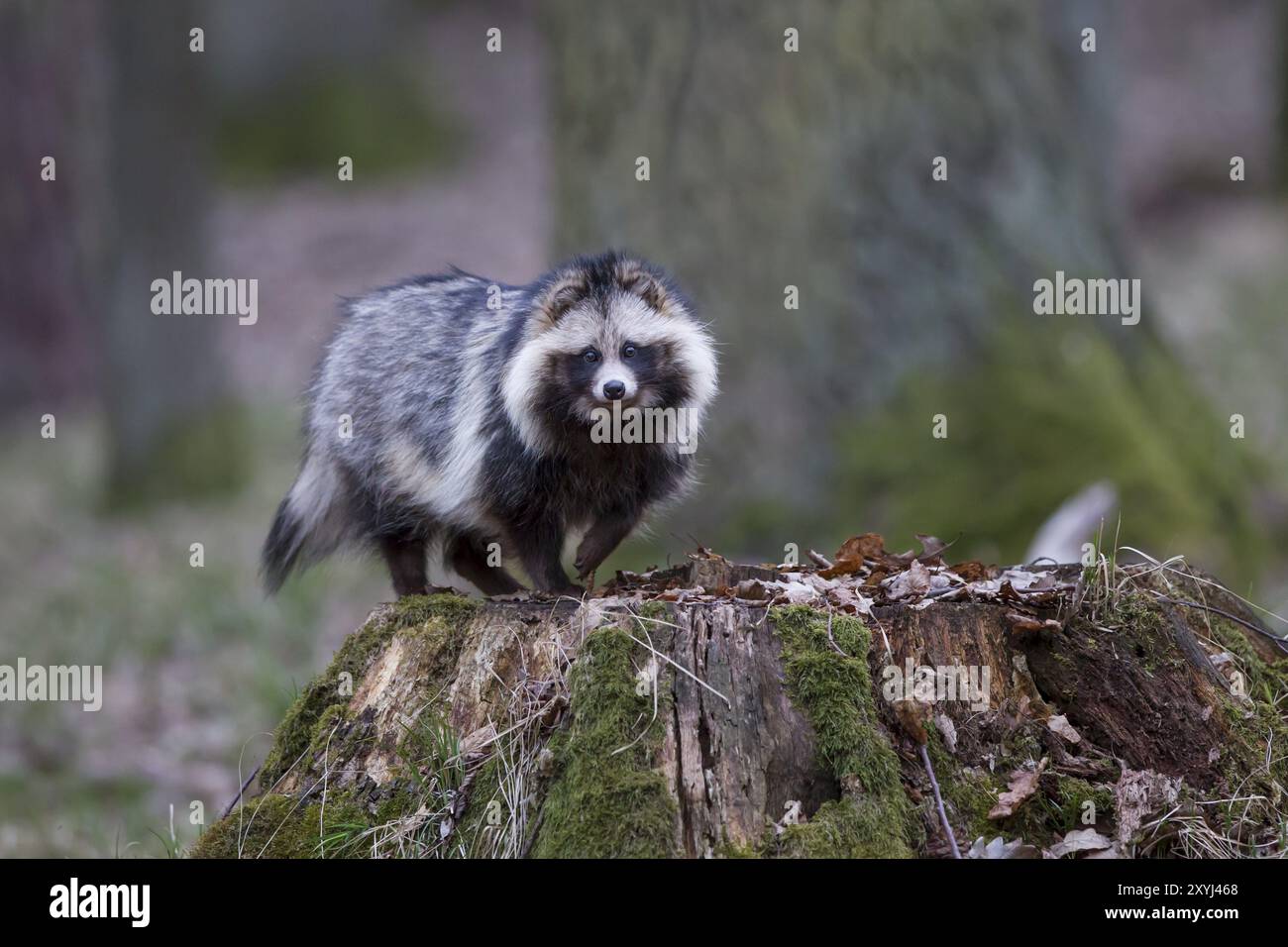 Marderhund, Nyctereutes procyonoides, Marderhund Stockfoto