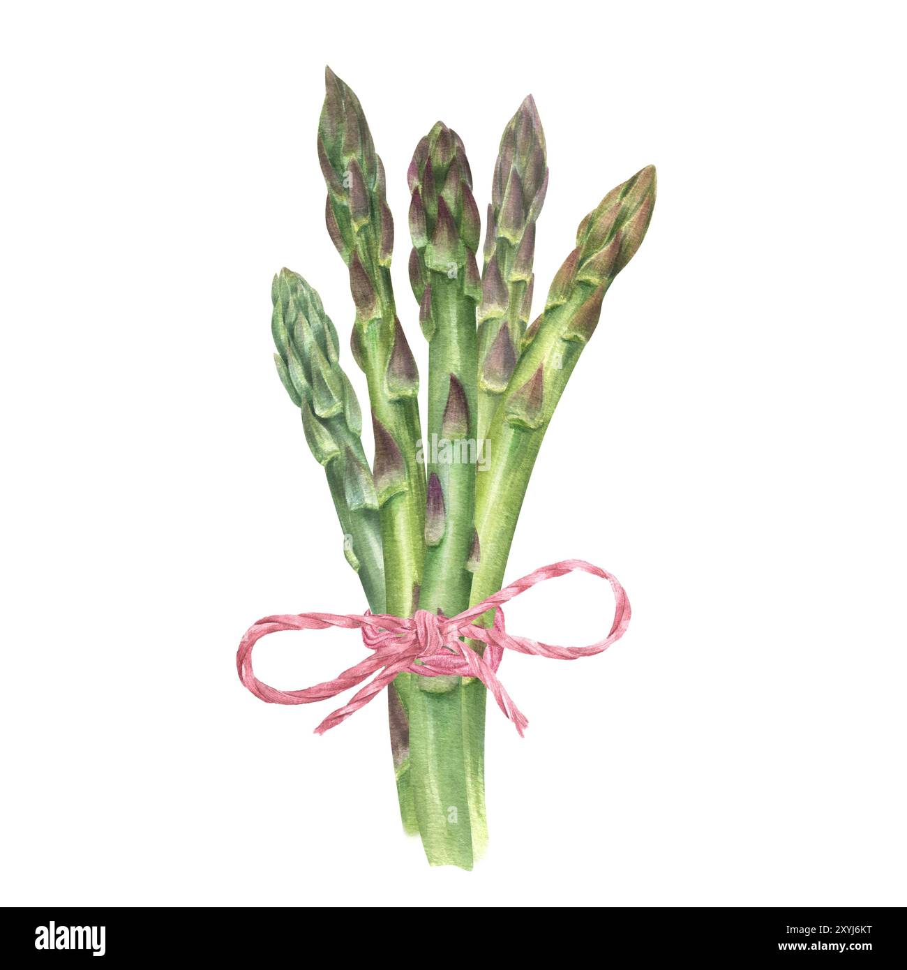 Frisches grünes Spargelbündel, gebunden mit roten Seilen Aquarellillustration. Gesunder junger Frühlingsgemüse, Draufsicht. Kopierbereich für Text. Stockfoto