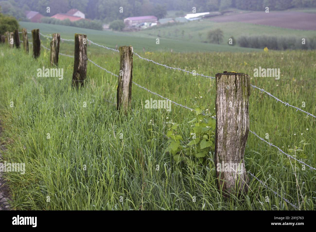 Weide Zaun Stockfoto