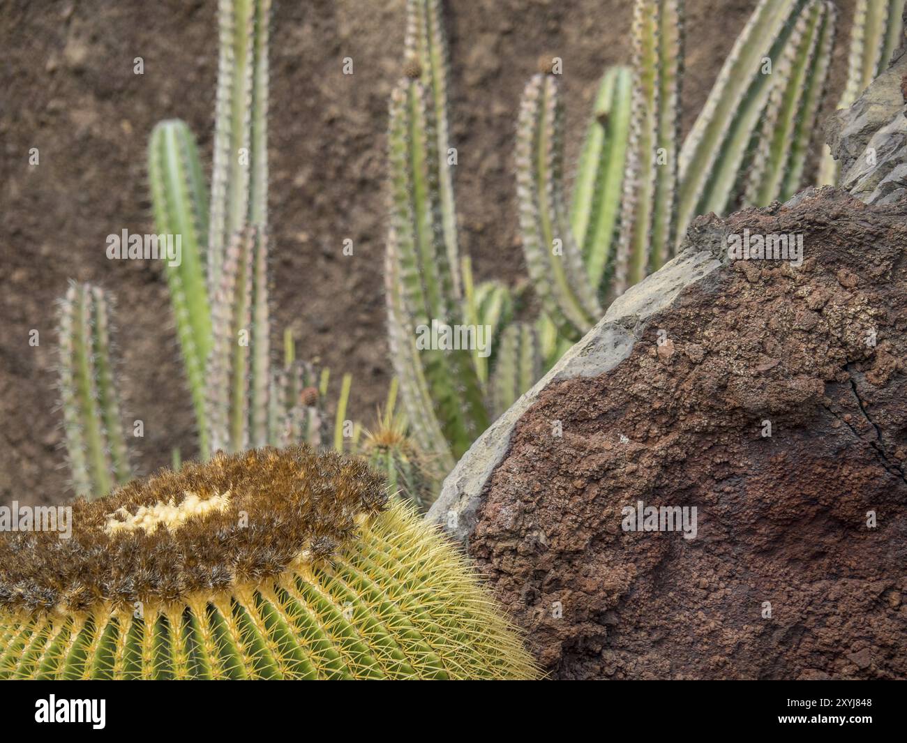 Nahaufnahme eines großen runden Kaktus neben einem Felsen, Lanzarote, Kanarische Inseln, Spanien, Europa Stockfoto