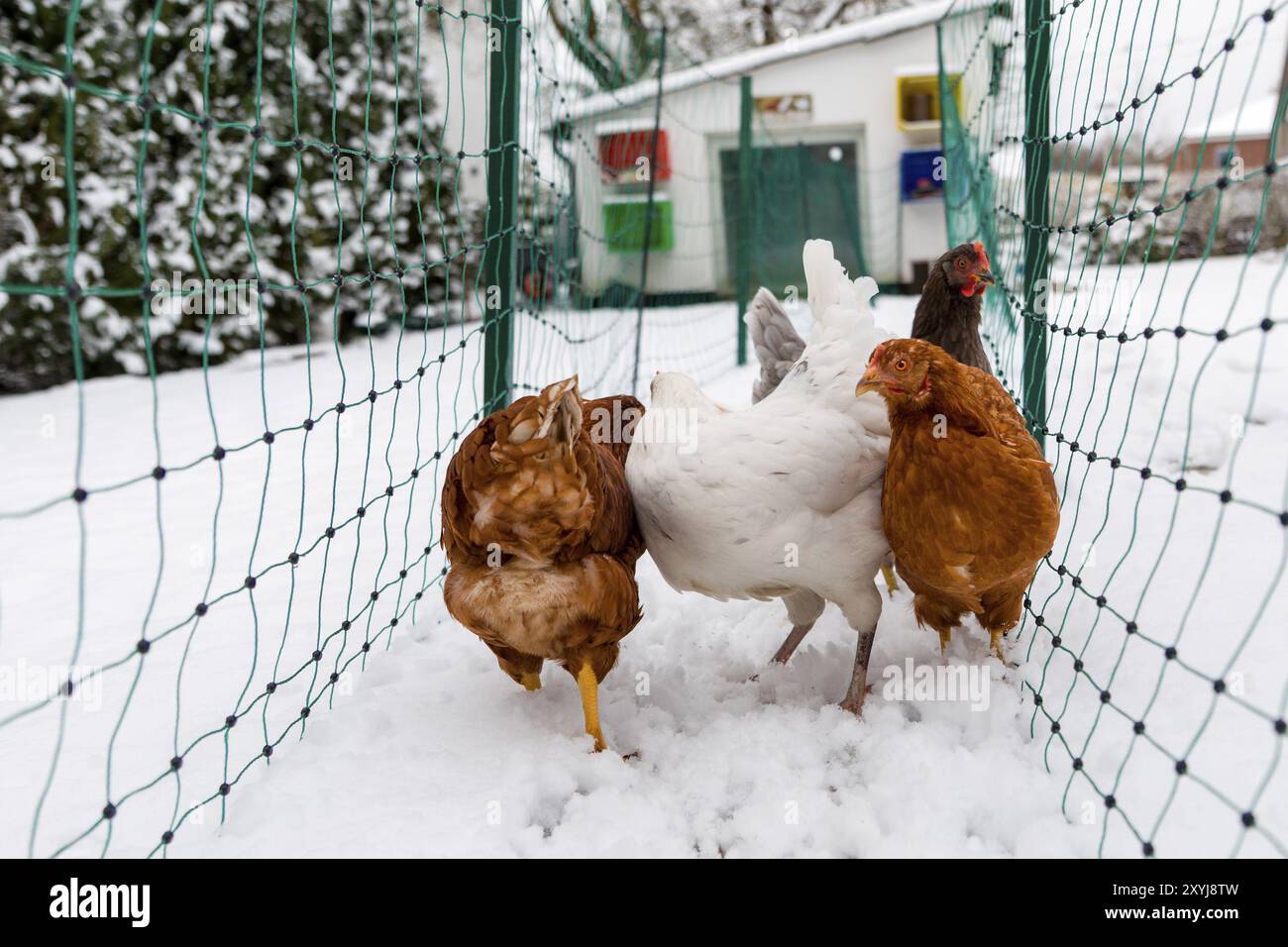 Hühner im Schnee Stockfoto