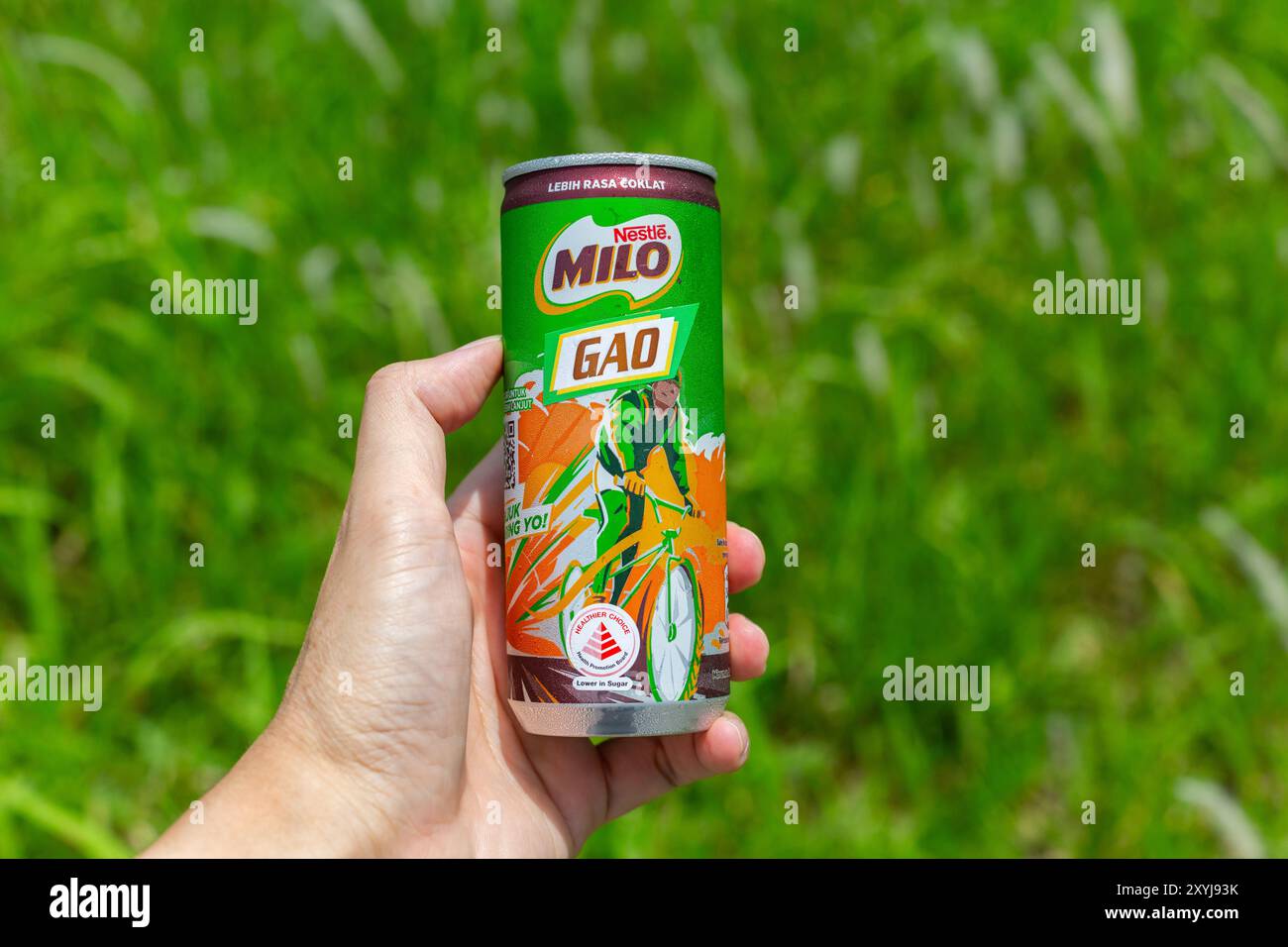 Die linke Hand hält eine Dose Nestlé Milo Gao Drink vor grünem Hintergrund, eine dickere Version des Schokoladenmalzgetränks als die Standardversion. Stockfoto