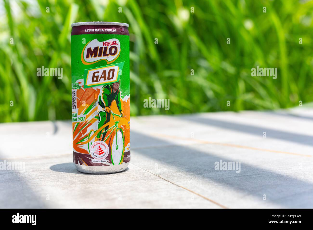 Gekühlte Dose Nestlé Milo Gao Drink, im Freien auf grüne Pflanzen stellen. Eine dickere Version von Schokoladenmalzgetränk als die Standardversion. Stockfoto