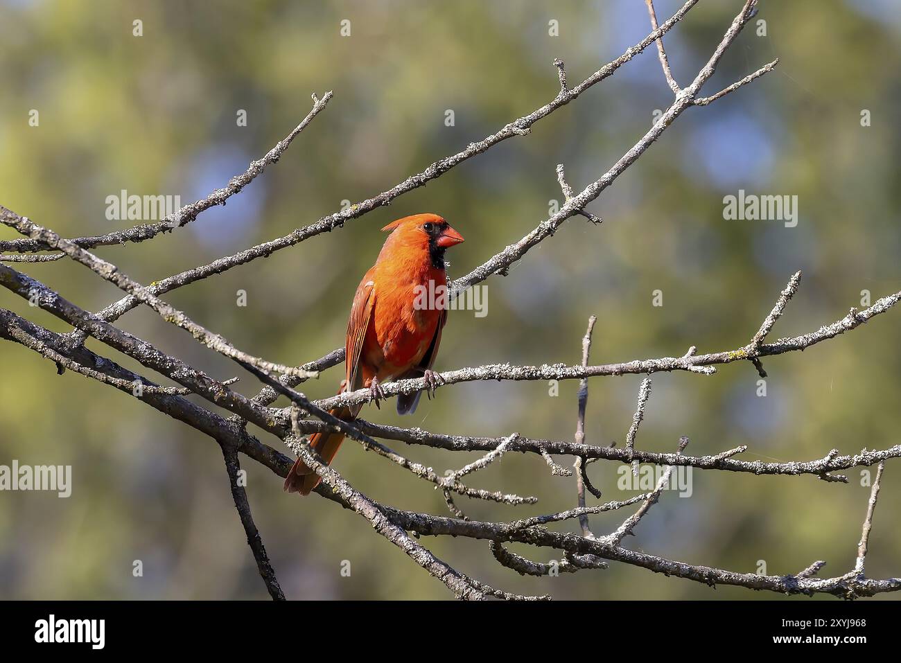 Der nördliche Kardinal (Cardinalis cardinalis) thronte auf einem Baumzweig Stockfoto