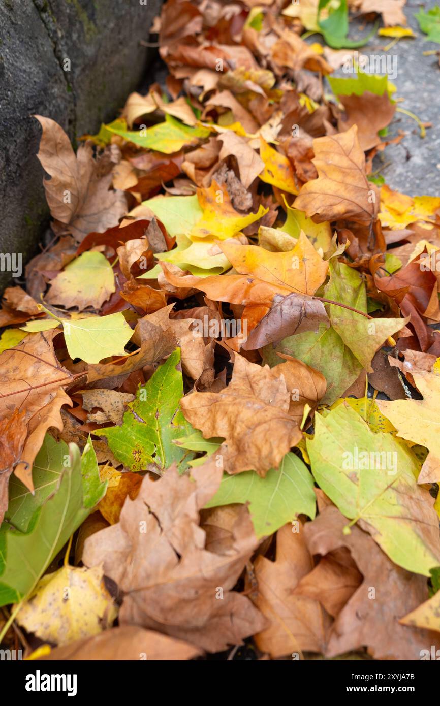 Gefallene Herbstbaumblätter sammelten sich am Rande des Bürgersteigs einer Straße Stockfoto