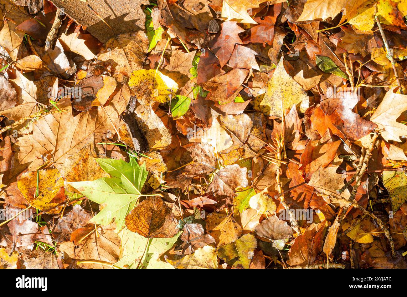 Hintergrund von gefallenen Herbstbaumblättern, strukturierte Tapete Stockfoto