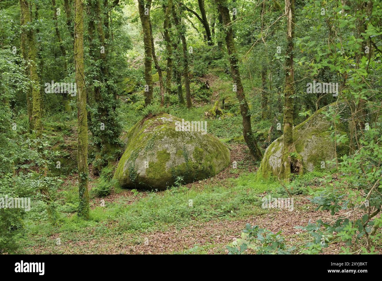 Wald von Huelgoat in der Bretagne, Frankreich, Wald von Huelgoat in der Bretagne, Frankreich, Europa Stockfoto