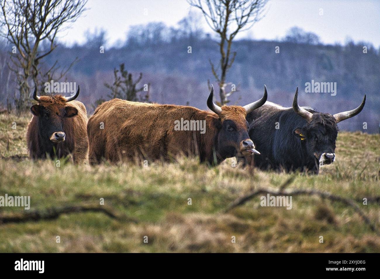 Hochlandrinder auf einer Wiese. Kräftige Hörner braunes Fell. Landwirtschaft und Tierzucht. Säugetiere aus Schottland Stockfoto