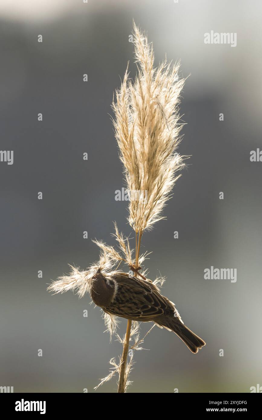 Ein Baumsperling sitzt auf einem Pampas-Grasstängel und sammelt Nistmaterial Stockfoto