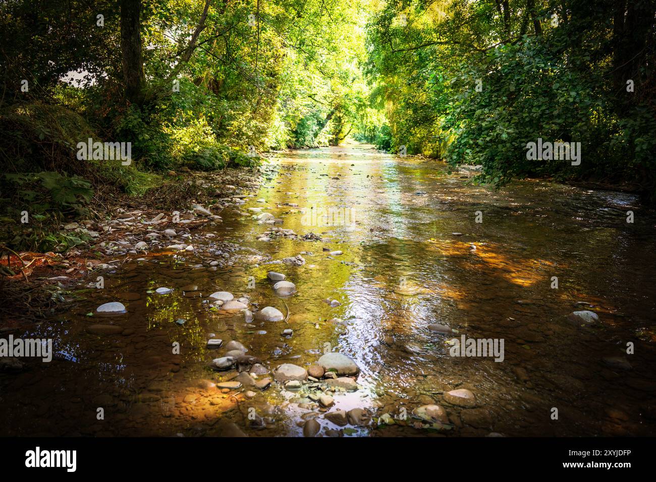 Schöner grüner Wald mit einem Bach und moosbedeckten Felsen in der Sonne Stockfoto