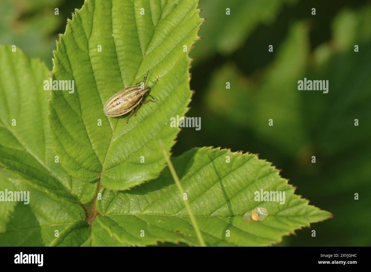 Scharfschützenkäfer auf einem Grashalm. Bischöfe Mitre Shieldbug Stockfoto