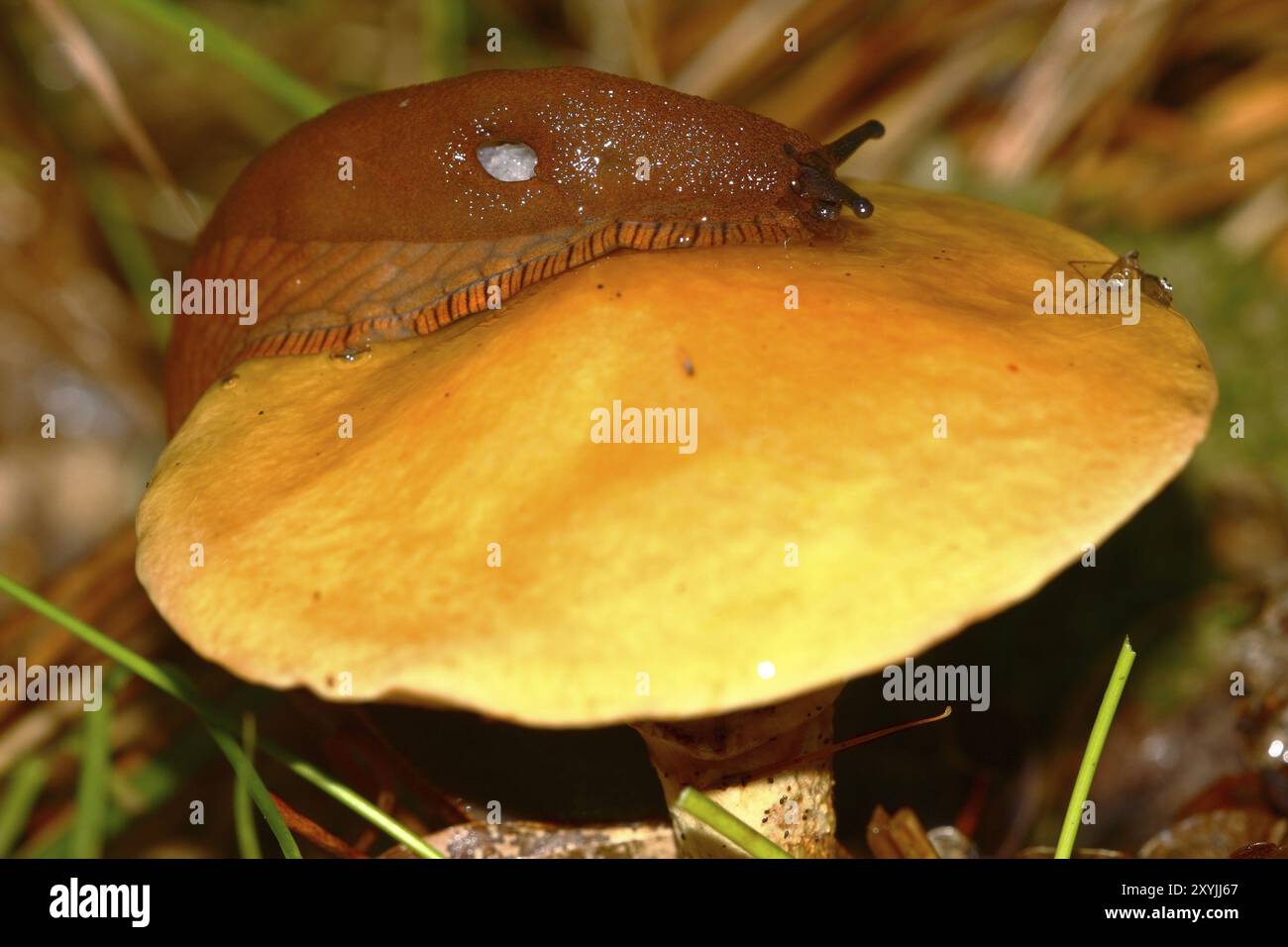 Goldener Boletus mit Nacktschnecke Stockfoto