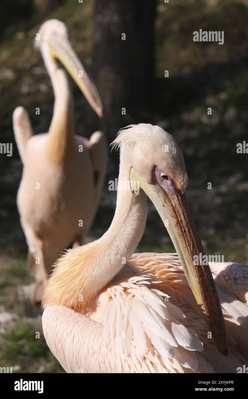 Pinkfarbene Pelikane Stockfoto