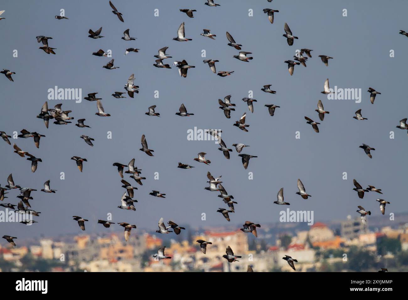 Taube, Steintaube oder gewöhnliche Taube (Columba Livia) Stockfoto