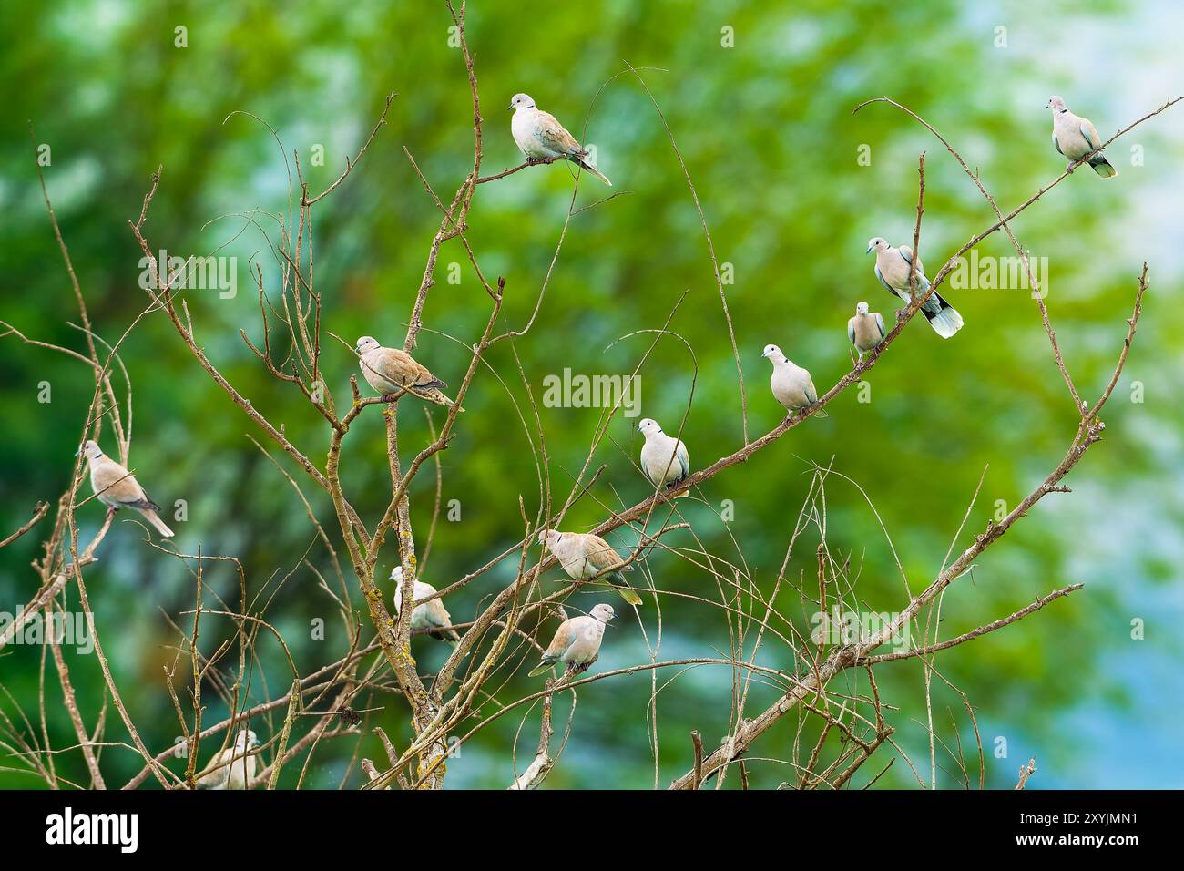 Eurasische Taube (Streptopelia Decocto), Taube mit Kragen Stockfoto